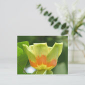 Carte Postale Tulip Poplar (Debout devant)