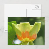 Carte Postale Tulip Poplar (Devant / Derrière)