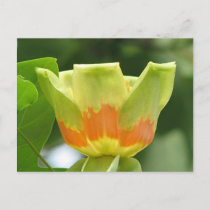 Carte Postale Tulip Poplar