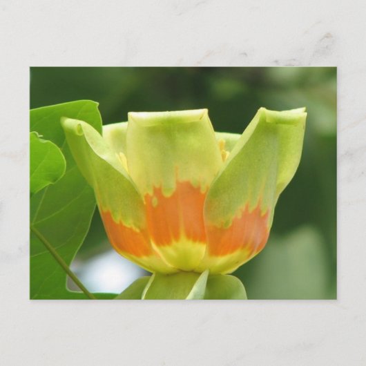 Carte Postale Tulip Poplar (Devant)