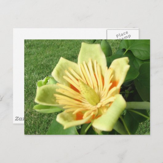 Carte Postale Tulip Poplar (Devant / Derrière)