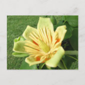 Carte Postale Tulip Poplar (Devant)