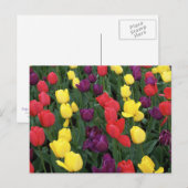Carte Postale Tulip Rainbow (Devant / Derrière)
