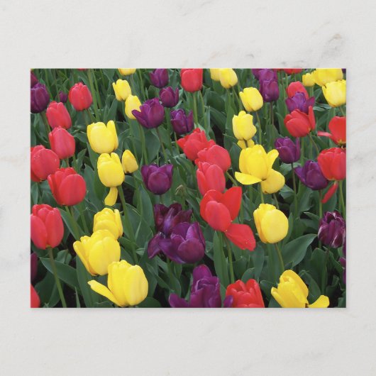 Carte Postale Tulip Rainbow (Devant)