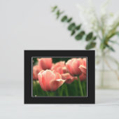 Carte postale Tulip Rose ! (avec bordure) (Debout devant)