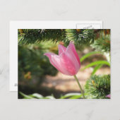 CARTE POSTALE TULIP ROSE MULTICOLORÉ (Devant / Derrière)