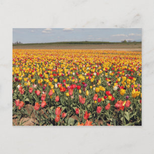 Carte postale Tulip Spring