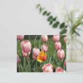 Carte Postale Tulip Treasure (Debout devant)