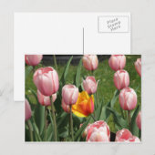 Carte Postale Tulip Treasure (Devant / Derrière)