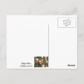 Carte Postale Tulip Treasure (Dos)