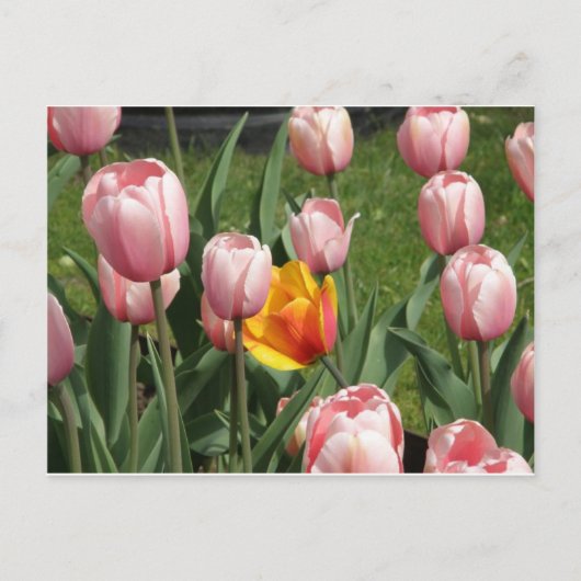 Carte Postale Tulip Treasure (Devant)