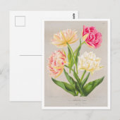 Carte postale Tulip vintage (Devant / Derrière)