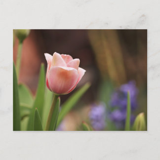 Carte Postale Tulipa