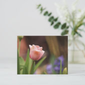 Carte Postale Tulipa (Debout devant)
