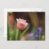 Carte Postale Tulipa (Devant / Derrière)