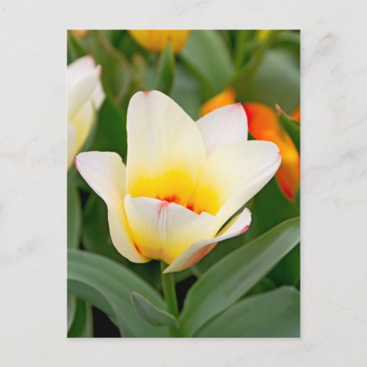 Carte Postale Tulipe (Devant)