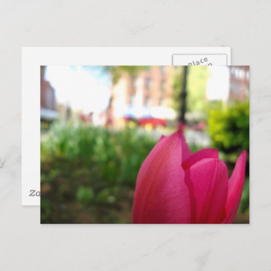 Carte Postale tulipe (Devant / Derrière)