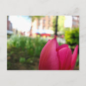 Carte Postale tulipe (Devant)