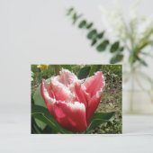 Carte postale Tulipe à franges roses (Debout devant)