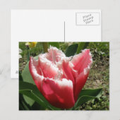 Carte postale Tulipe à franges roses (Devant / Derrière)