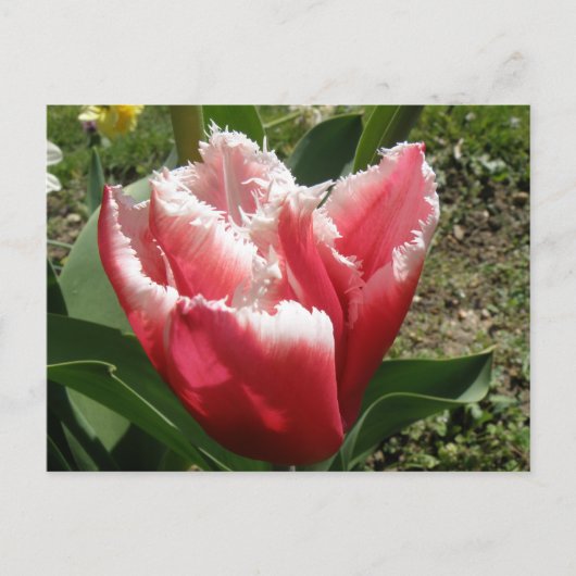 Carte postale Tulipe à franges roses (Devant)