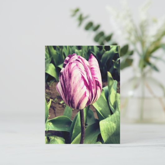 Carte Postale Tulipe à rayures violettes et blanches unique (Debout devant)