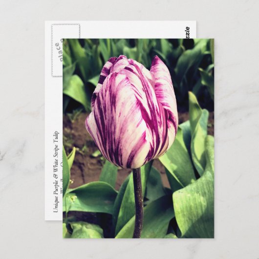 Carte Postale Tulipe à rayures violettes et blanches unique (Devant / Derrière)