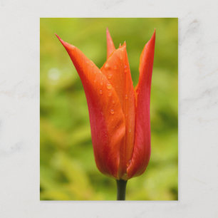 Carte Postale Tulipe avec gouttelettes d'eau 1