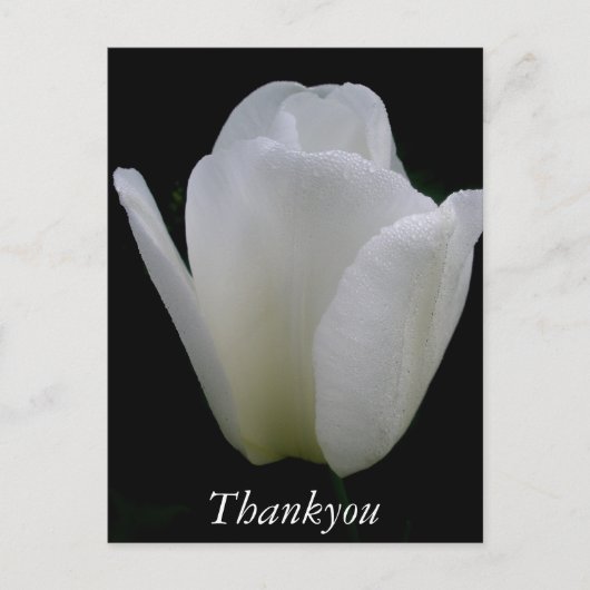 Carte Postale Tulipe blanche (Devant)