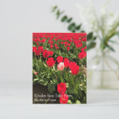 Carte Postale Tulipe blanche et rose dans un champ de tulipe rou (Debout devant)