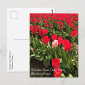 Carte Postale Tulipe blanche et rose dans un champ de tulipe rou (Devant / Derrière)