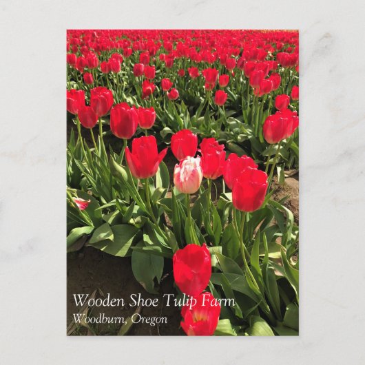 Carte Postale Tulipe blanche et rose dans un champ de tulipe rou (Devant)