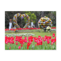 Tulipe [Carte postale]