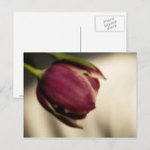 Carte Postale Tulipe (carte postale) (Devant / Derrière)