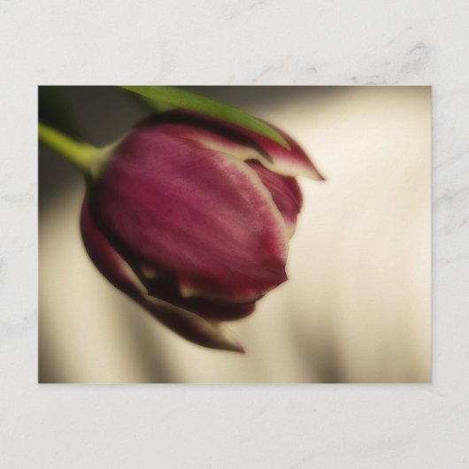 Carte Postale Tulipe (carte postale) (Devant)