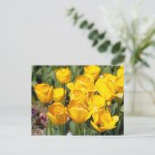 Carte Postale Tulipe [Carte postale] (Debout devant)