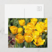 Carte Postale Tulipe [Carte postale] (Devant / Derrière)