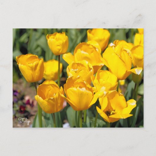 Carte Postale Tulipe [Carte postale] (Devant)