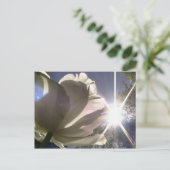 Carte Postale tulipe d'angelique (Debout devant)