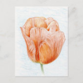Carte Postale Tulipe dans la couleur de pêche (Devant)
