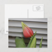 Carte Postale Tulipe de Budding (Devant / Derrière)
