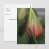 Carte Postale Tulipe de Budding #2 (Devant / Derrière)