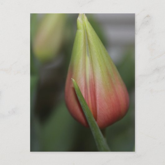 Carte Postale Tulipe de Budding #2 (Devant)