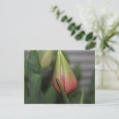 Carte Postale Tulipe de Budding #2 (Debout devant)