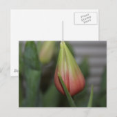 Carte Postale Tulipe de Budding #2 (Devant / Derrière)