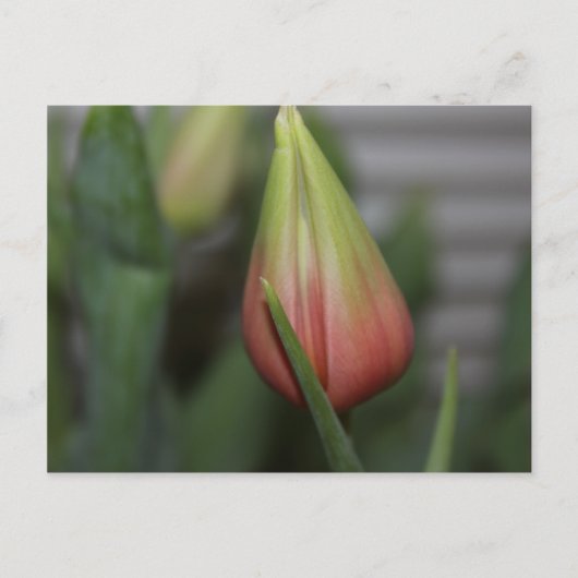 Carte Postale Tulipe de Budding #2 (Devant)
