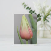 Carte Postale Tulipe de Budding #3 (Debout devant)