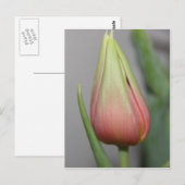 Carte Postale Tulipe de Budding #3 (Devant / Derrière)