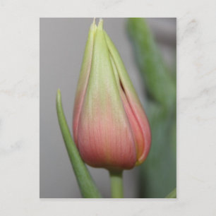 Carte Postale Tulipe de Budding #3
