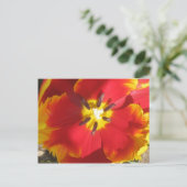 Carte Postale Tulipe de perroquet brillante (Debout devant)